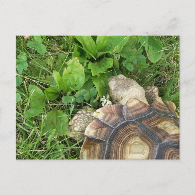 Carte Postale Sulcata Tortoise Manger Clover et Plantain (Devant)