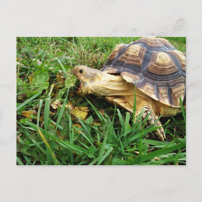 Carte Postale Sulcata Tortoise Pâturage en Herbe, Bouche Ouverte (Devant)