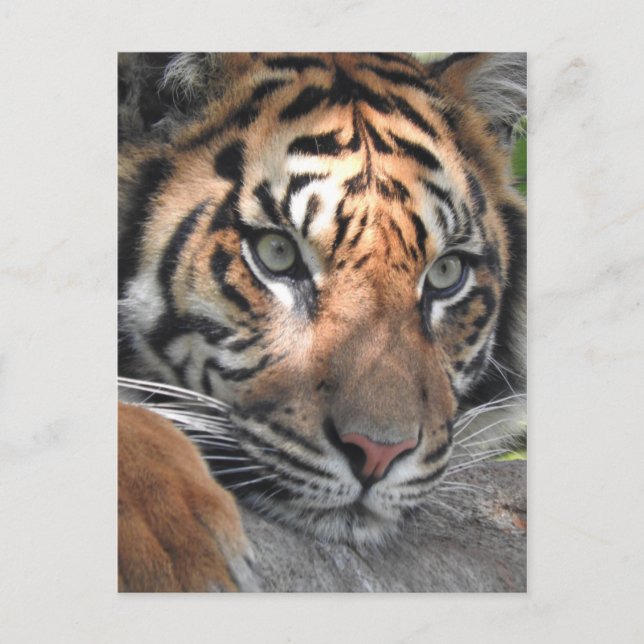 Carte Postale Sumatran Tiger (Devant)