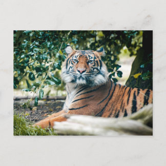 Carte Postale Sumatran Tiger