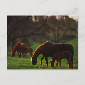 Carte Postale Sun a embrassé