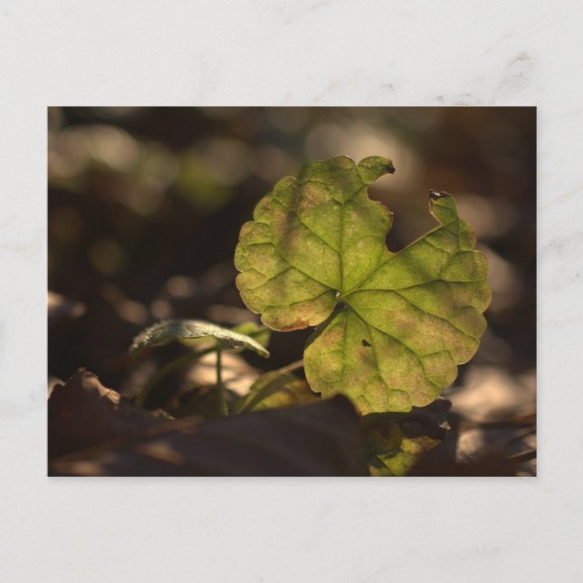 Carte postale Sun CC0303 novembre (Devant)