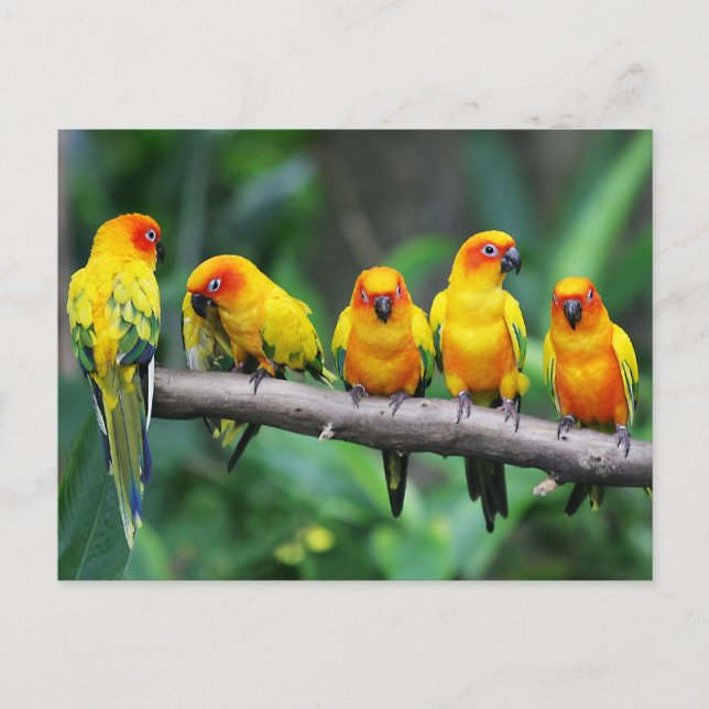 Carte Postale Sun Conures (Devant)