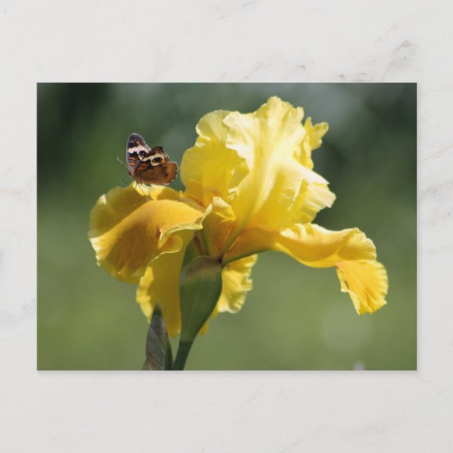 Carte Postale Sun Dancer Iris & Butterfly Photographie Art (Devant)