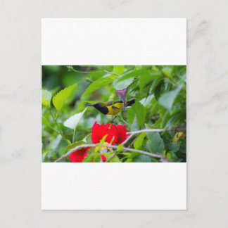 Carte Postale Sunbird