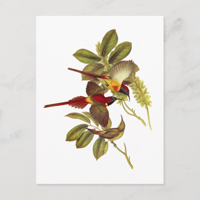 Carte Postale Sunbird à queue de feu (Devant)