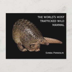 Carte postale Sunda Pangolin personnalisable