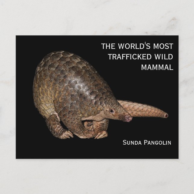 Carte postale Sunda Pangolin personnalisable (Devant)