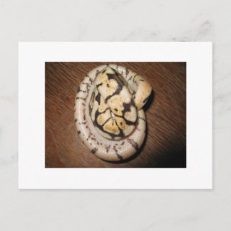 Carte Postale Sundin Ball Pythons