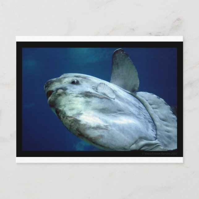 Carte Postale Sunfish Mola Mola 001 (Devant)