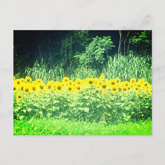 Carte postale Sunflower (Devant)