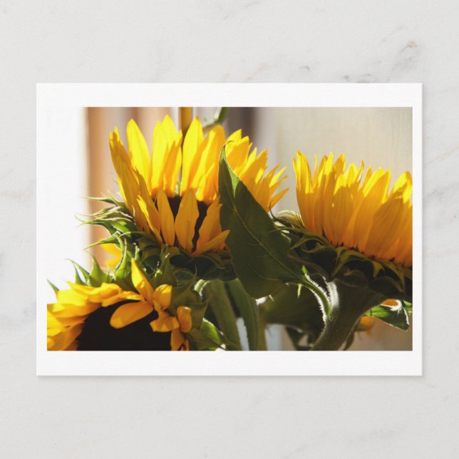 Carte postale Sunflower (Devant)
