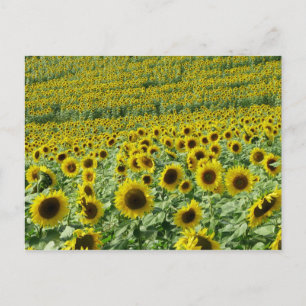 Carte postale Sunflower