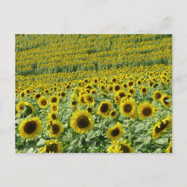 Carte postale Sunflower (Devant)