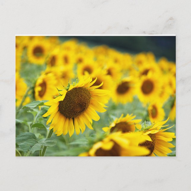 Carte postale Sunflower (Devant)
