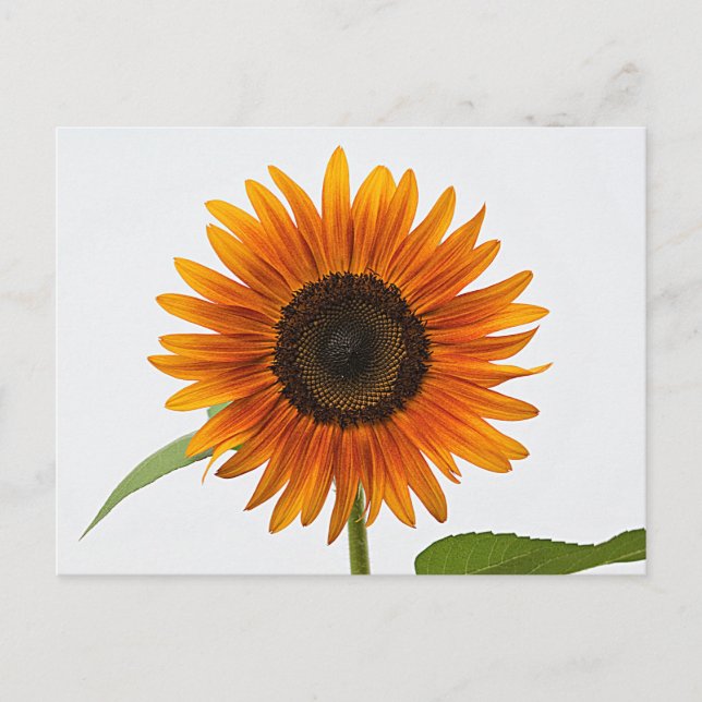 Carte postale Sunflower (Devant)