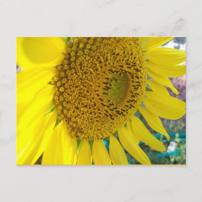 Carte postale Sunflower (Devant)