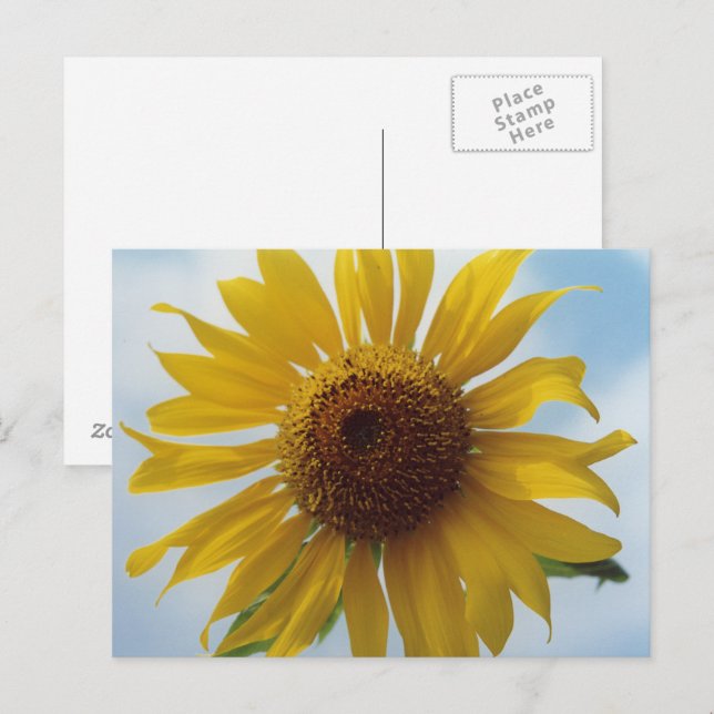 Carte postale Sunflower (Devant / Derrière)