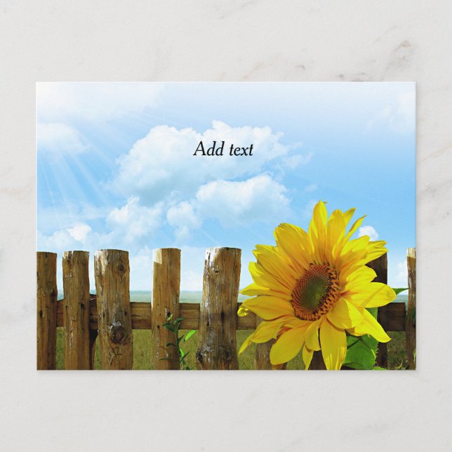 Carte Postale Sunflower Beauty Modèle (Devant)