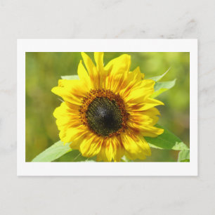 Carte postale Sunflower jaune