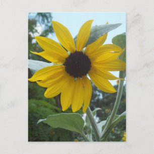 Carte postale Sunflower mexicaine