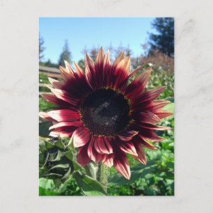 Carte postale Sunflower rouge