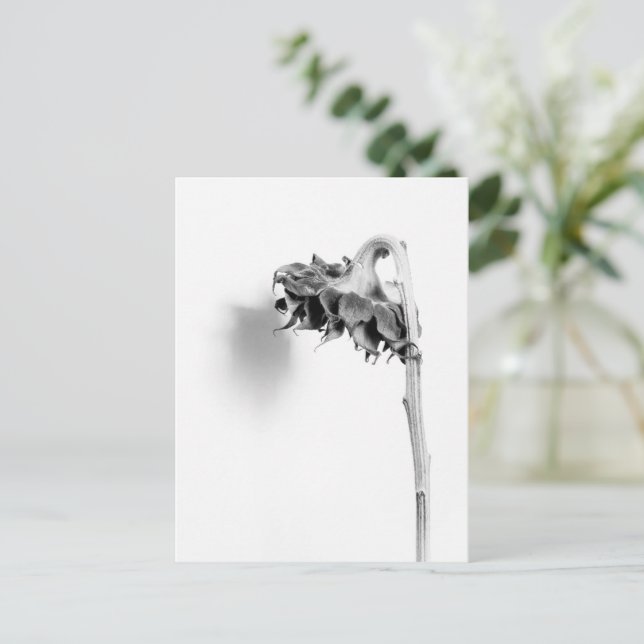Carte Postale Sunflower Still Life noir et blanc (Debout devant)