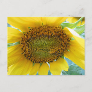 Carte Postale Sunflower Summer Series