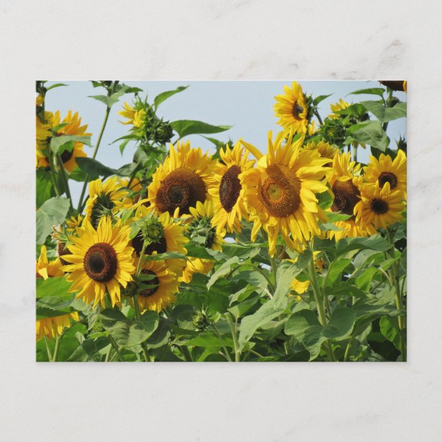Carte Postale Sunflowers (Devant)