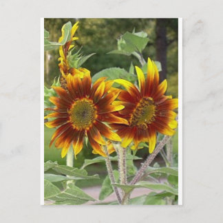 Carte postale SunFlowers