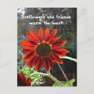 Carte Postale Sunflowers & Friends !