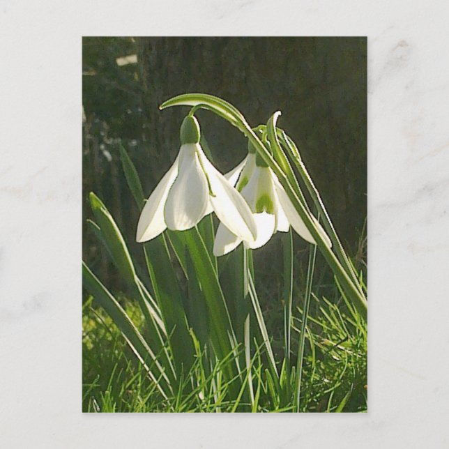 Carte postale Sunlit Snowdrops (Devant)
