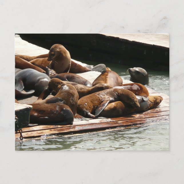 Carte Postale Sunning Lions à San Francisco (Devant)