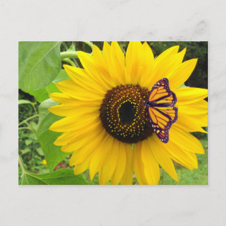 Carte Postale Sunny Summer Postcard