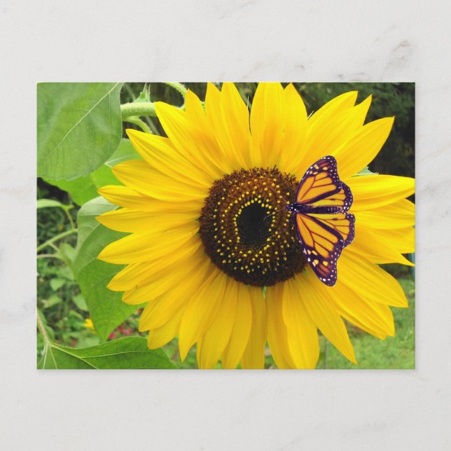 Carte Postale Sunny Summer Postcard (Devant)