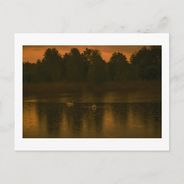 Carte Postale Sunset Lake Rain Swans Nature Paysage (Devant)