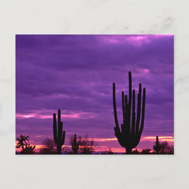 Carte Postale Sunset, Scottsdale, Arizona (Devant)