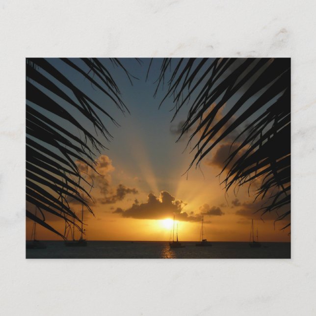 Carte Postale Sunset Through Palm Fronds (Devant)