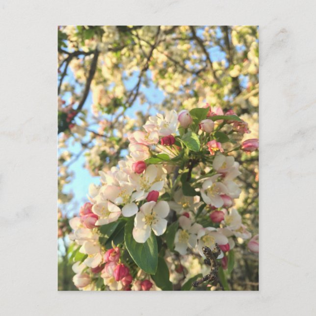 Carte Postale Sunshine en fleur d'Apple (Devant)