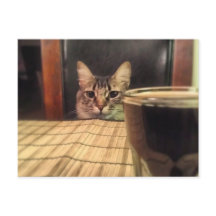 Sup Beer ? Drôle Humour Kitty Cat Photo