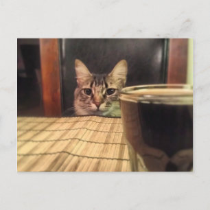 Carte Postale Sup Bière? Humour Drôle Photo de Chat Kitty Photog