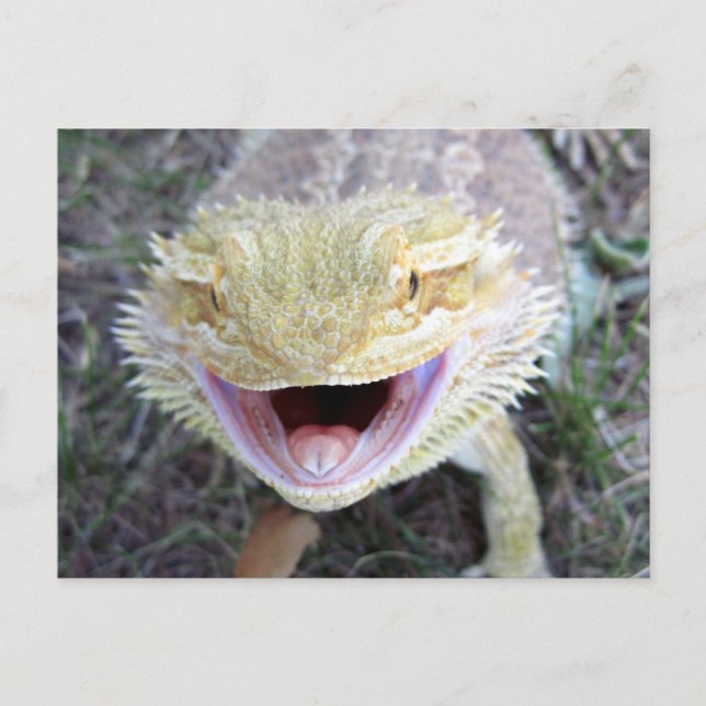 Carte Postale Super Happy Bearé Dragon (Devant)