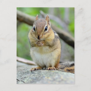 Carte Postale Super mignon Chipmunk Posing doux