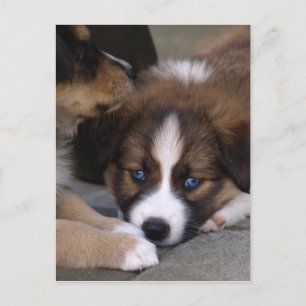 Carte Postale Super mignonne Chien Australien