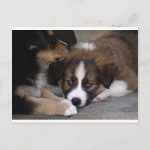 Carte Postale Super mignonne Chien Australien