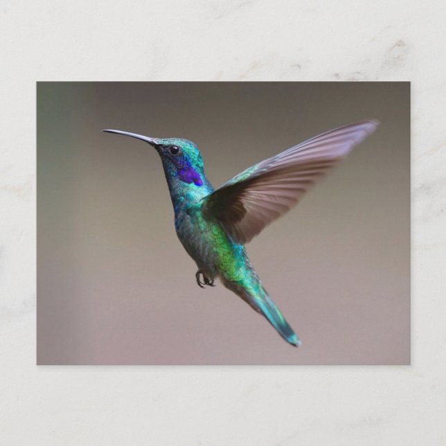 Carte Postale Superbe colibri en vol (Devant)