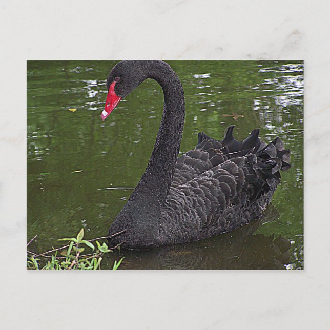 Carte Postale Superbe cygne noir sur l'eau (Devant)