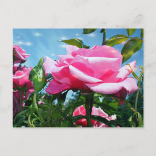 Carte Postale Superbe rose rose dans le ciel bleu. Photographie 