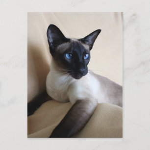 Carte Postale Superbe visage de chat siamois
