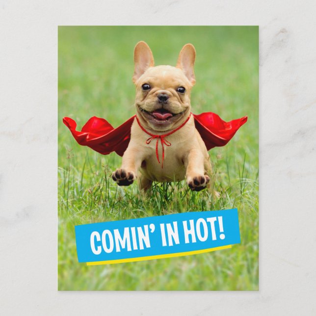 Carte Postale Superhero de chien taureau français mignon tourne  (Devant)